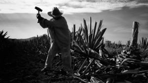 Frank Schulz - Ernte Maguey Frank Schulz - Ernte Maguey